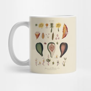 18th Century Flowers & Fruits Etching Mug